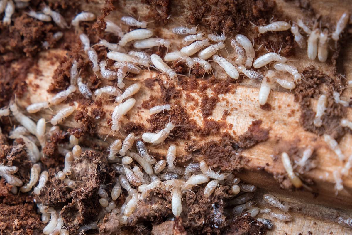 Termites - Barrières chimiques