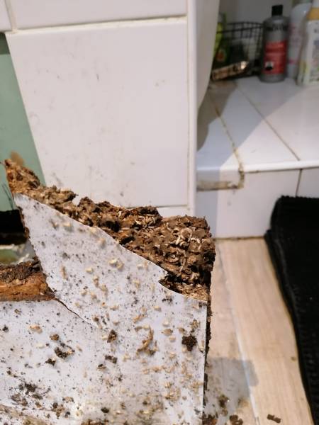 Termites salle de bains Val-de-Virvée